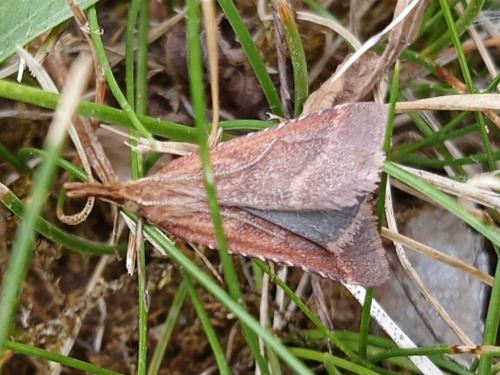 Synaphe punctalis